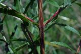 Epilobium tetragonum