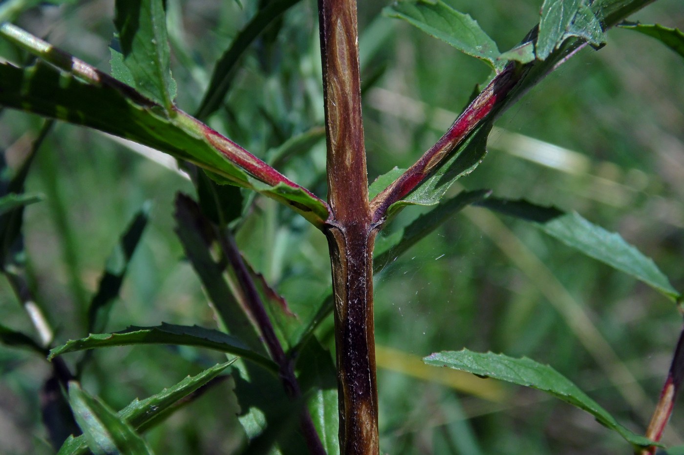 Image of Epilobium tetragonum specimen.