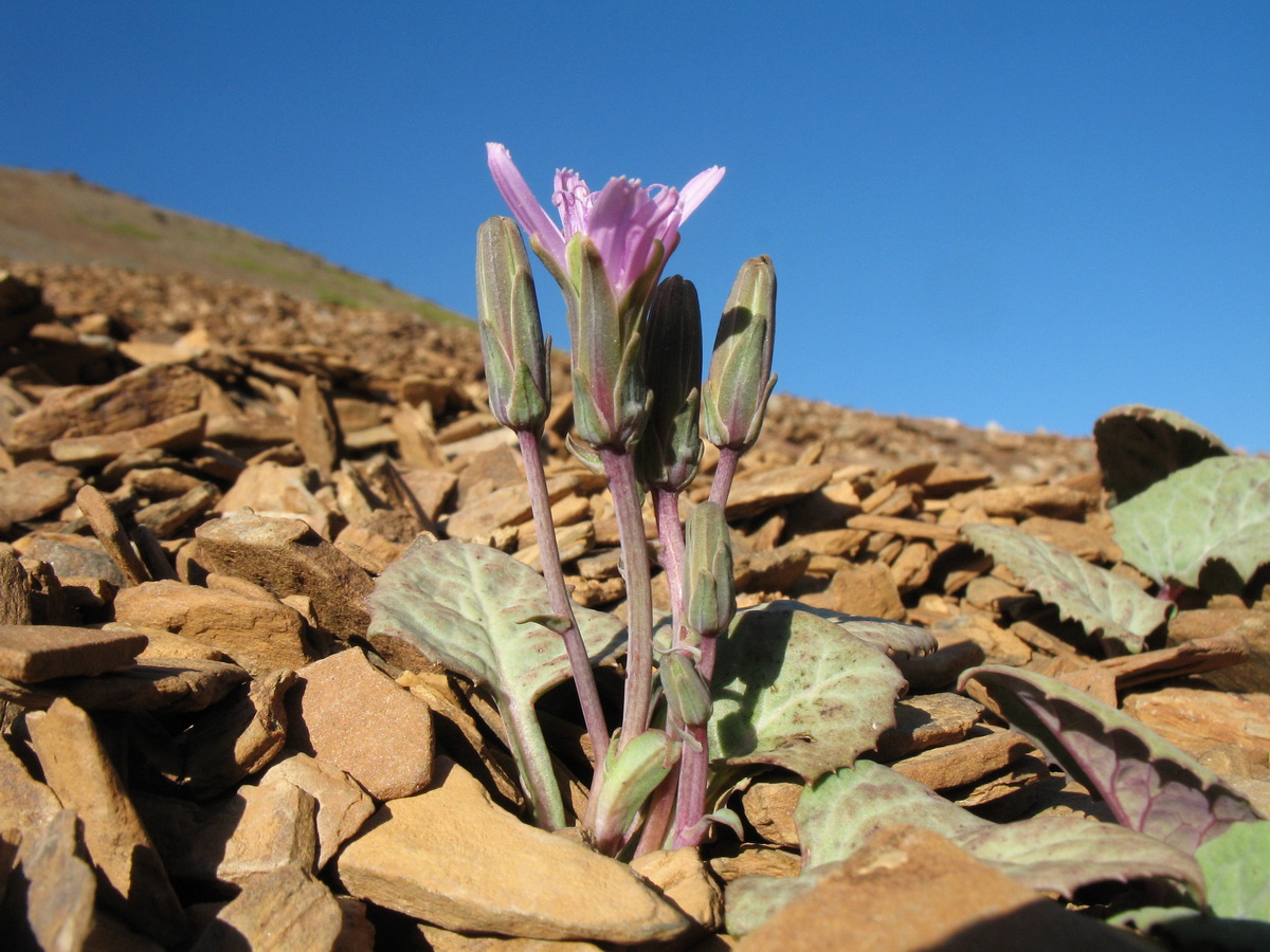 Image of Lactuca mira specimen.