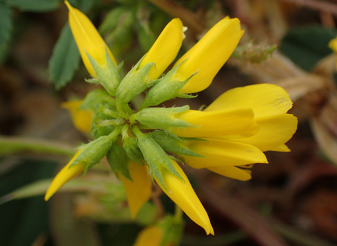 Image of Trigonella corniculata ssp. balansae specimen.