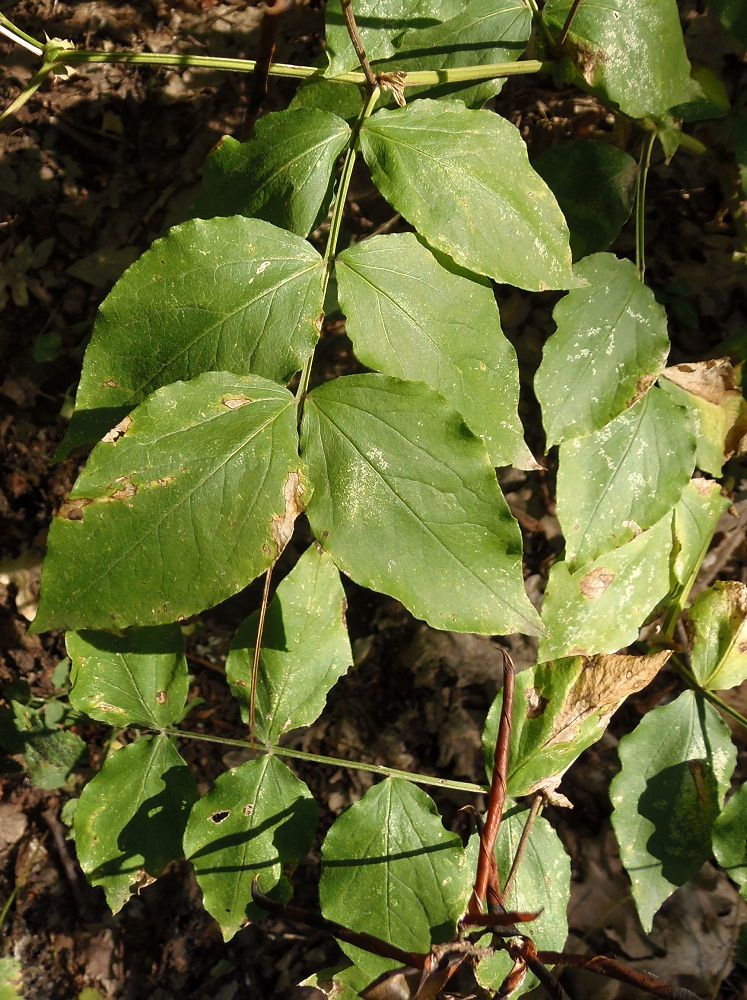 Изображение особи Lathyrus aureus.