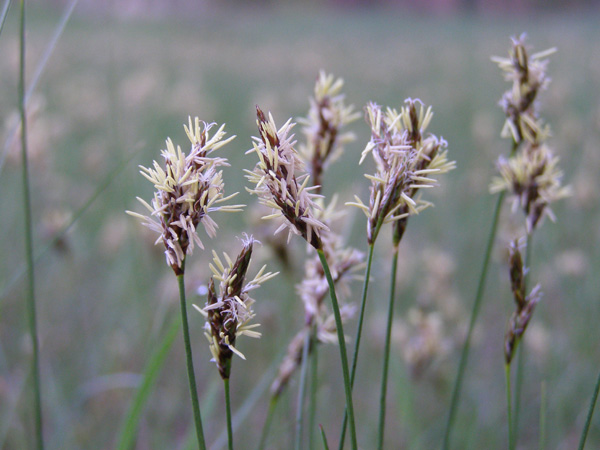 Image of Carex praecox specimen.