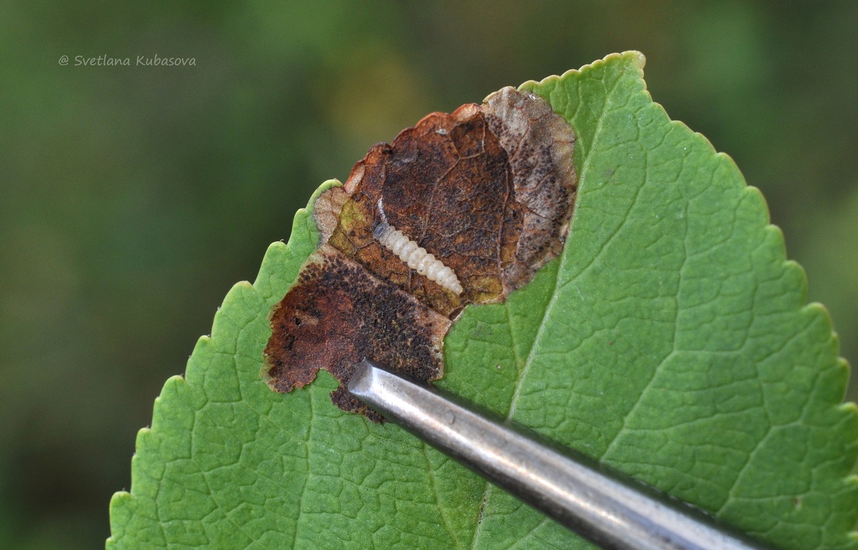Image of Malus baccata specimen.