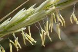 Ammophila arenaria ssp. arundinacea
