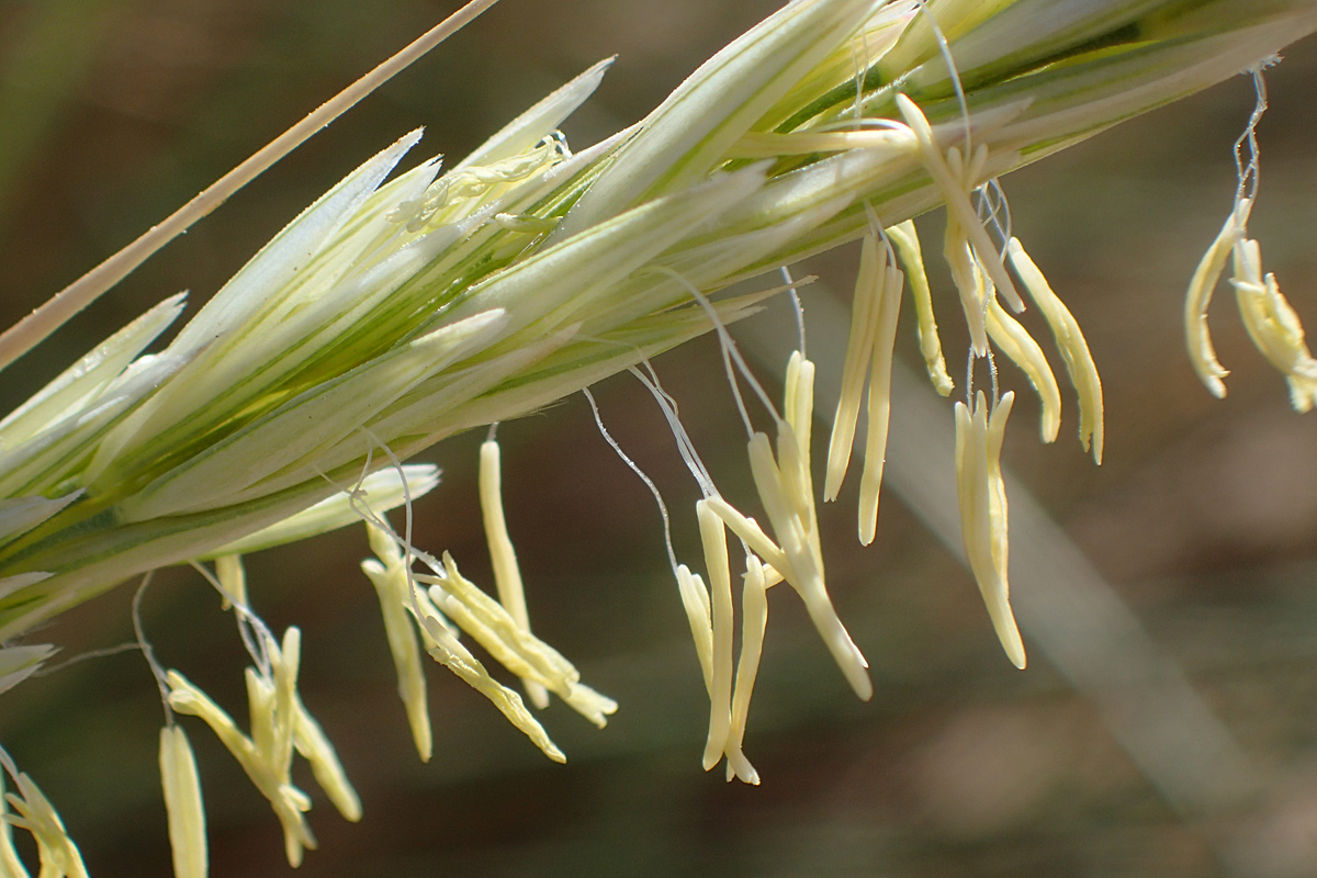 Image of Ammophila arenaria ssp. arundinacea specimen.