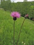 Cirsium pannonicum