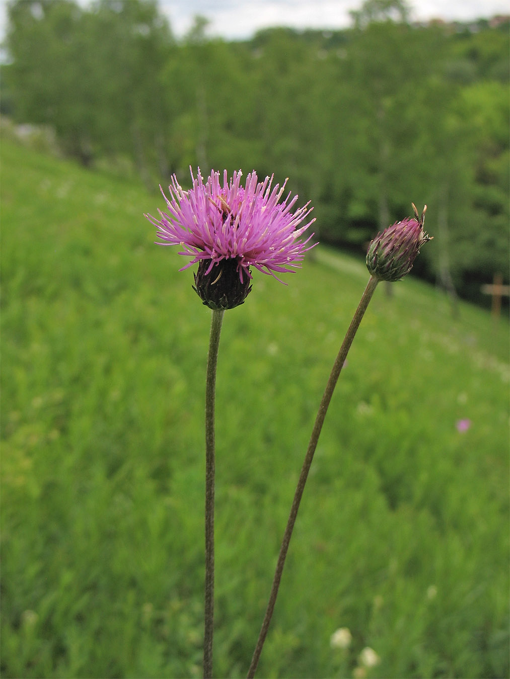 Image of Cirsium pannonicum specimen.