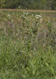 Erigeron annuus. Цветущее растение. Краснодарский край, Крымский р-н, долина реки Шибик, разнотравно-злаковый лужок на берегу пруда. 22.09.2018.