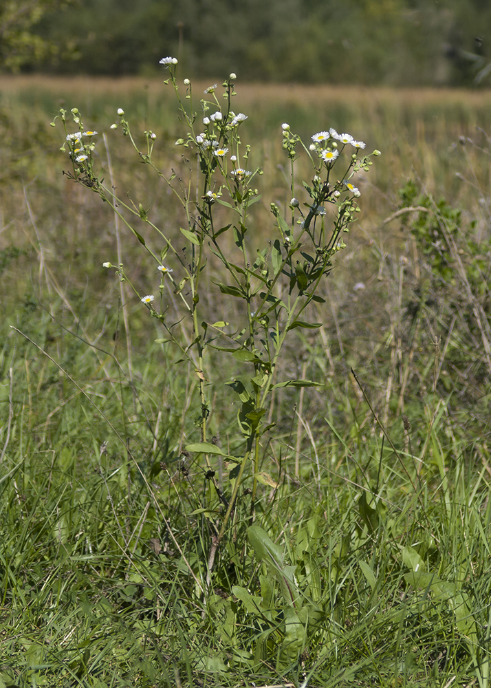 Image of Erigeron annuus specimen.