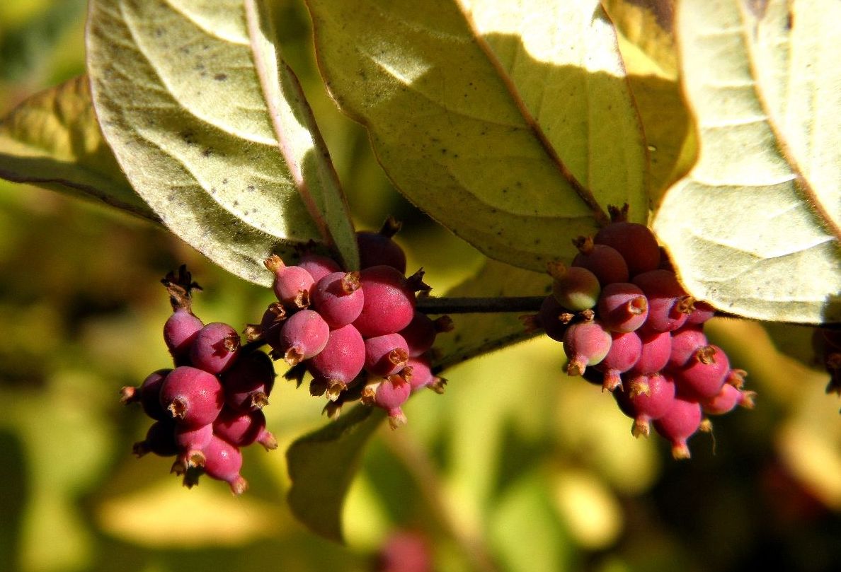 Изображение особи Symphoricarpos orbiculatus.