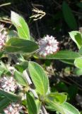 genus Salix. Соцветия и листья. Чукотка, Чаунский р-н, западная окр. г. Певек, тундра между дорогой и морем. 17.06.2018.