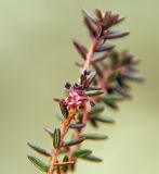 Empetrum stenopetalum