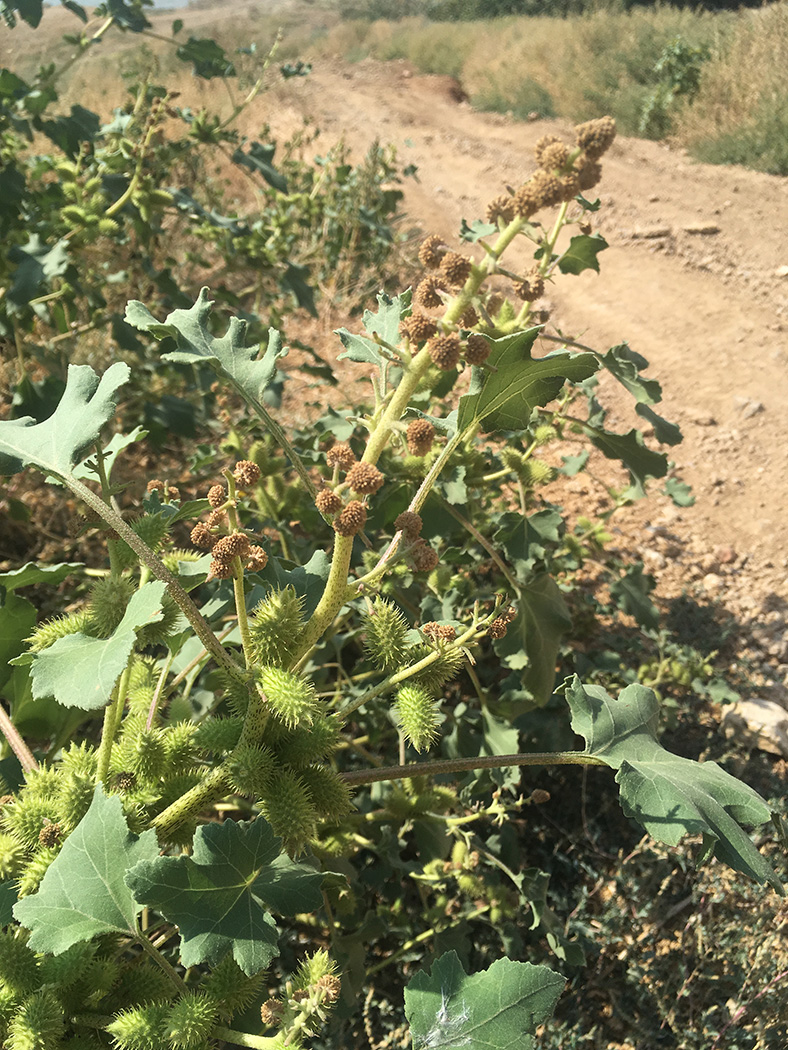 Image of Xanthium orientale specimen.