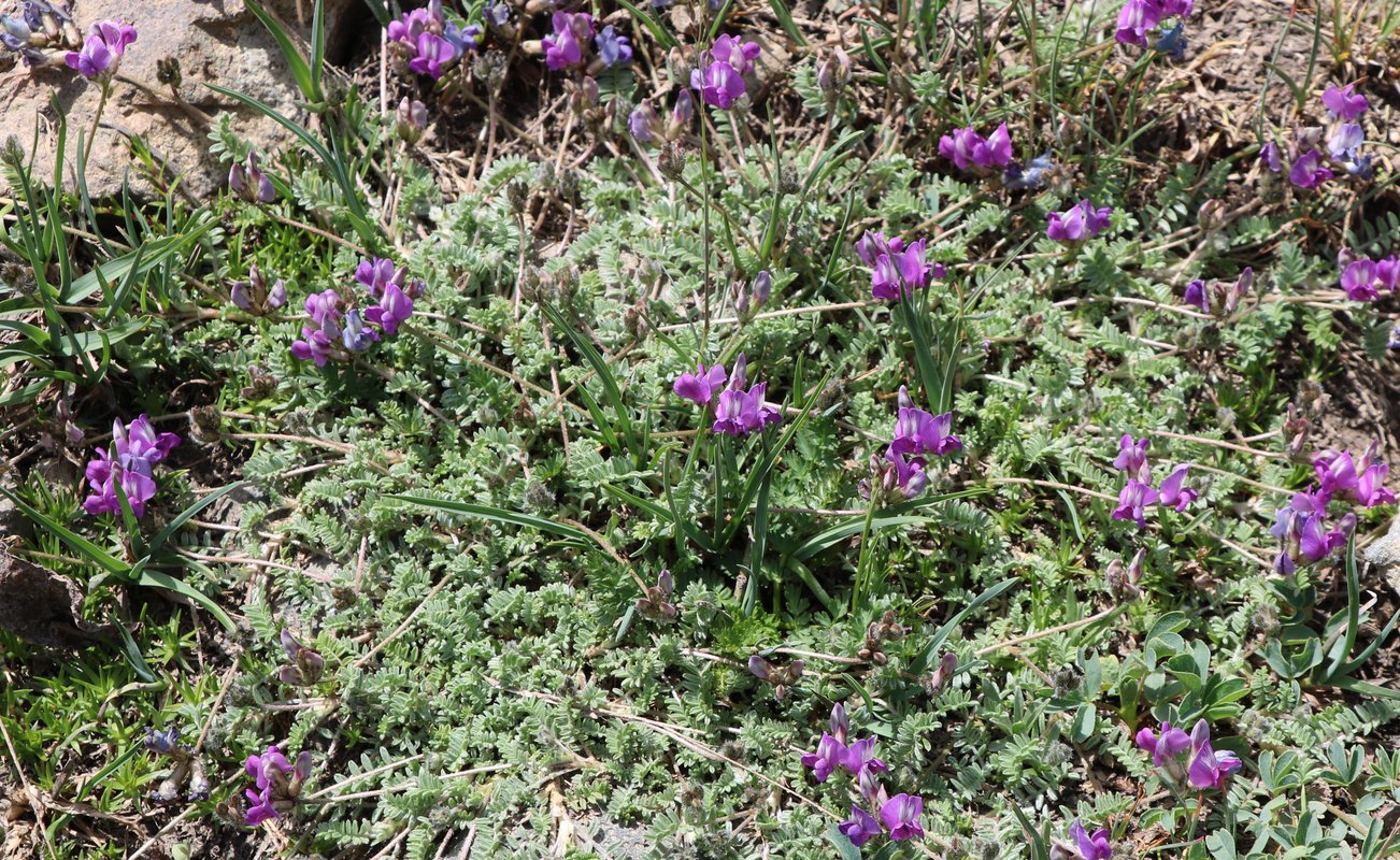 Изображение особи Oxytropis savellanica.