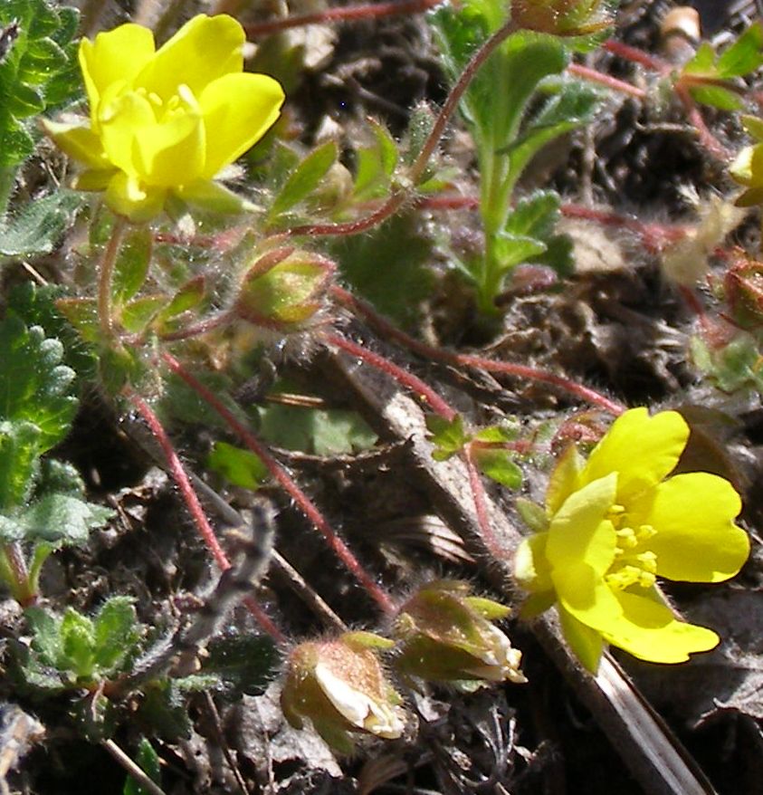 Изображение особи Potentilla depressa.