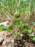 Medicago orbicularis