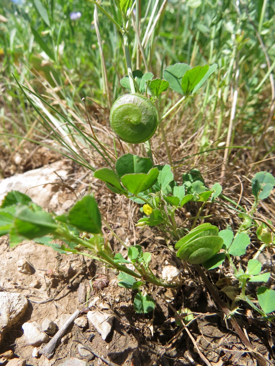 Изображение особи Medicago orbicularis.