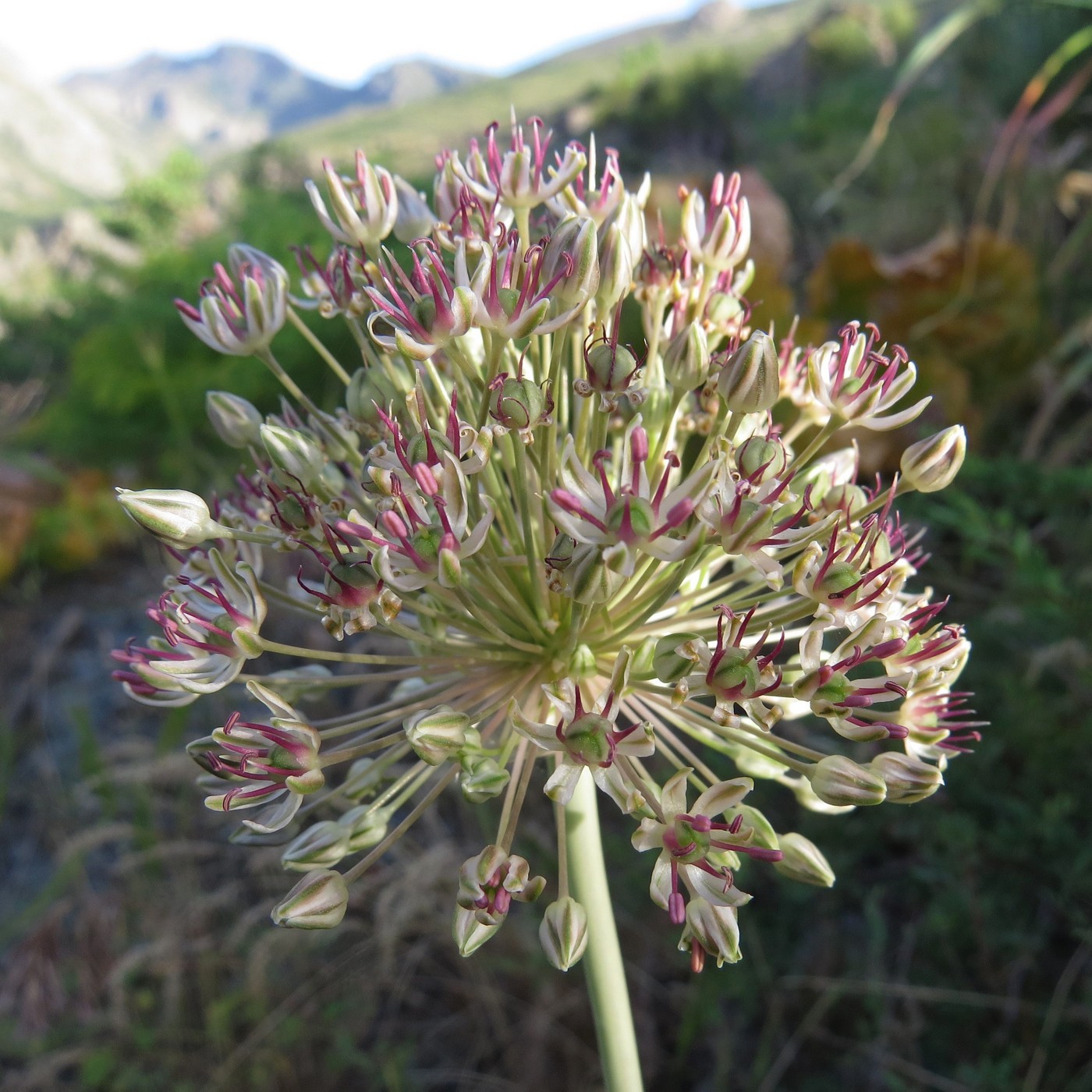 Image of Allium taschkenticum specimen.