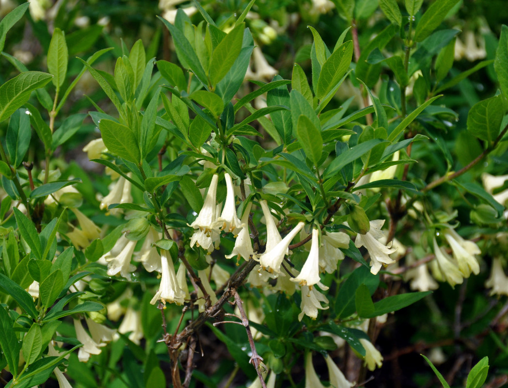 Image of Lonicera hispida specimen.