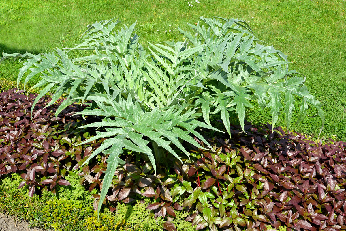 Image of Cynara scolymus specimen.