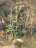 Nepeta saturejoides. Верхняя часть растения в цвету и с созревающими плодами среди вызревших колосьев Eremopyrum bonaepartis и в компании клопов. Казахстан, Кызылординская обл., Шиелийский (Чиилийский) р-н, восточные окр. с. Шиели (Чиили) в р-не карьера Баламурун; Сырдарьинский Каратау, Северо-Западный Каратау, холмогорный массив Карамурын, сухой сай на днище межсопочной лощины; в составе эфемеретума на галечнике сухого русла, выс. 250 м н.у.м. 12 июня 2018 г.