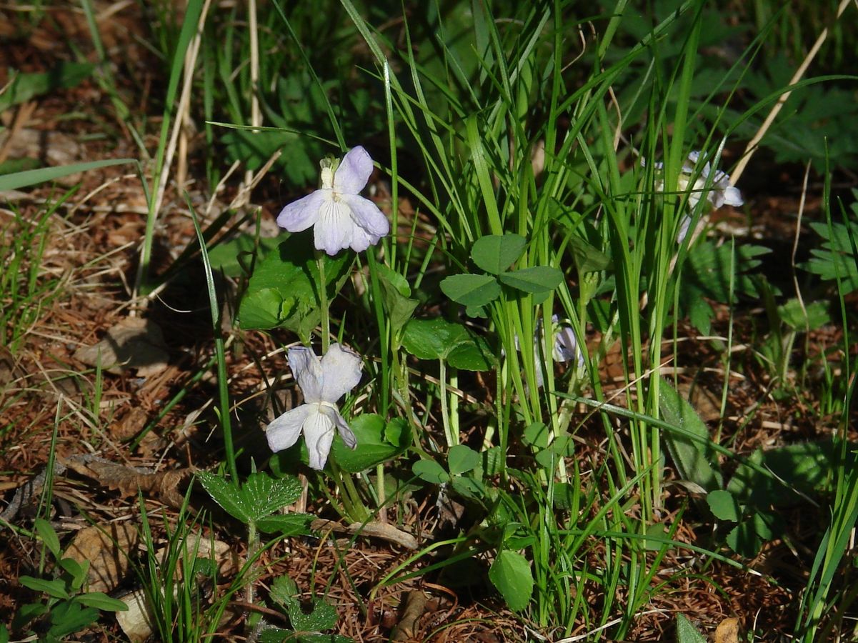 Изображение особи Viola sacchalinensis.