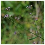 Verbena brasiliensis. Верхушка цветущего растения. Республика Абхазия, окр. Нового Афона. 20.08.2009.