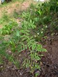 Astragalus dipelta