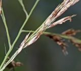 Phragmites japonicus