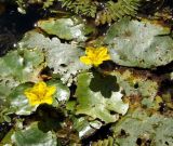 Nymphoides peltata