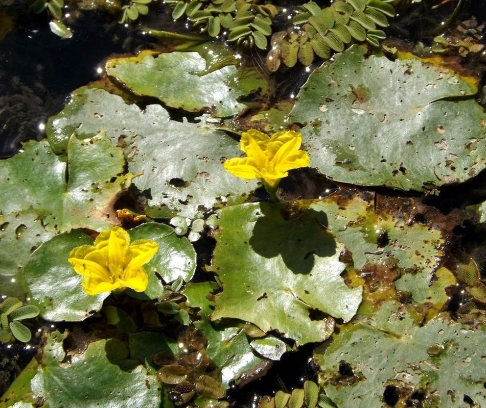 Image of Nymphoides peltata specimen.