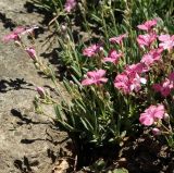 Gypsophila repens. Цветущее растение ('Rosea'). Крым, Южный Берег, Партенит, парк ЛОК \"Айвазовское\". 30.04.2018.