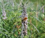 Leonurus glaucescens. Соцветие с кормящимся шмелём. Казахстан, Восточно-Казахстанская обл., Уланский р-н, окр.с. Украинка, луг. 23.07.2014.. 16.06.2011.