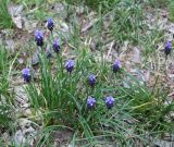 Muscari armeniacum