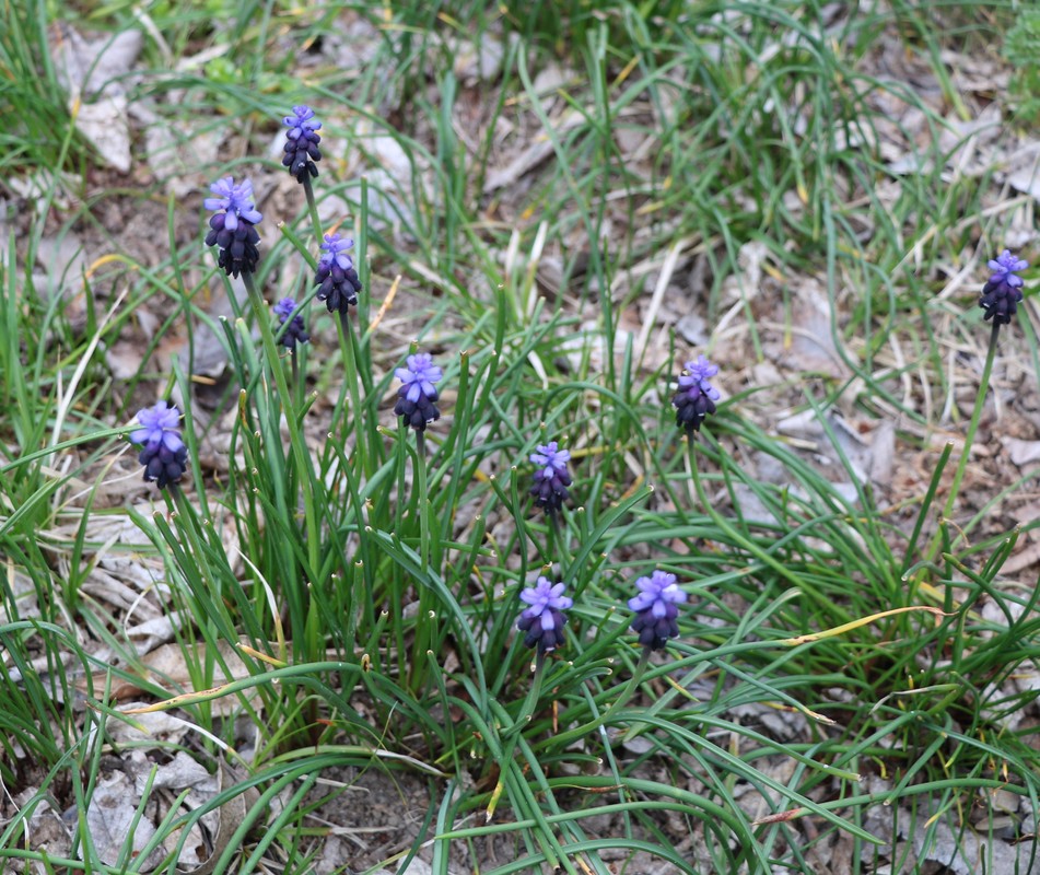 Изображение особи Muscari armeniacum.