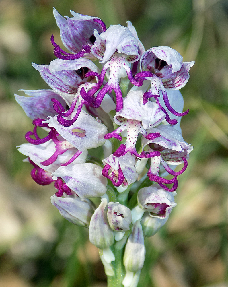 Image of Orchis simia specimen.