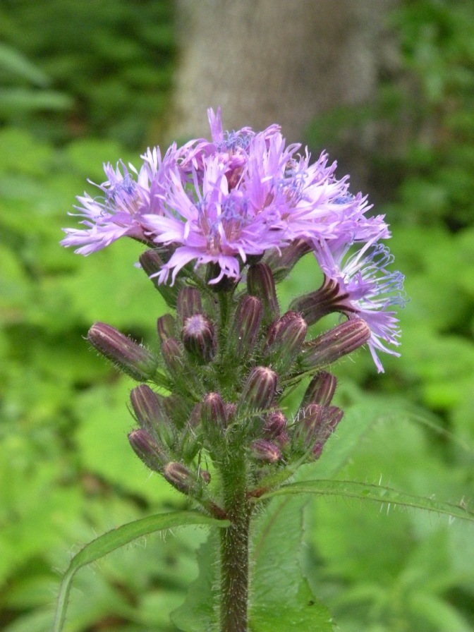 Image of Cicerbita alpina specimen.