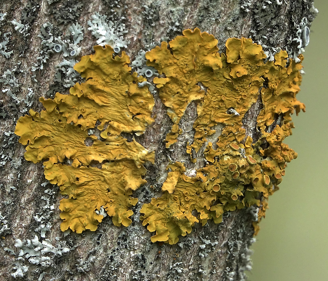 Image of Xanthoria parietina specimen.