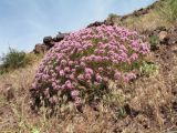 Acanthophyllum pungens. Цветущее растение с кормящейся бабочкой Vanessa cardui; на заднем плане отдыхающий ворон. Южный Казахстан, западные отроги Киргизского хр., горы Ботамойнак в окр. г. Тараз, ≈ 800 м н.у.м., каменистый склон юго-зап. экспозиции. 24 мая 2019 г.