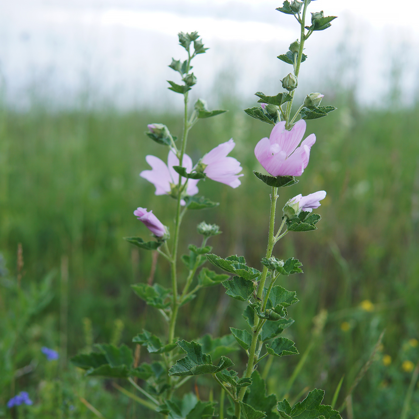 Image of Malva thuringiaca specimen.