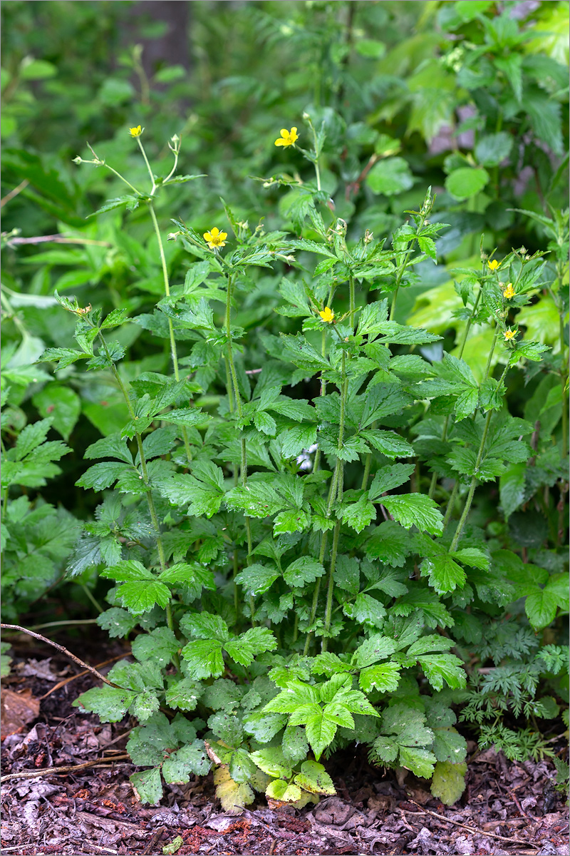 Изображение особи Geum urbanum.