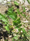 Astragalus alpinus