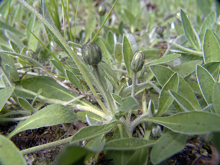 Изображение особи Pilosella officinarum.