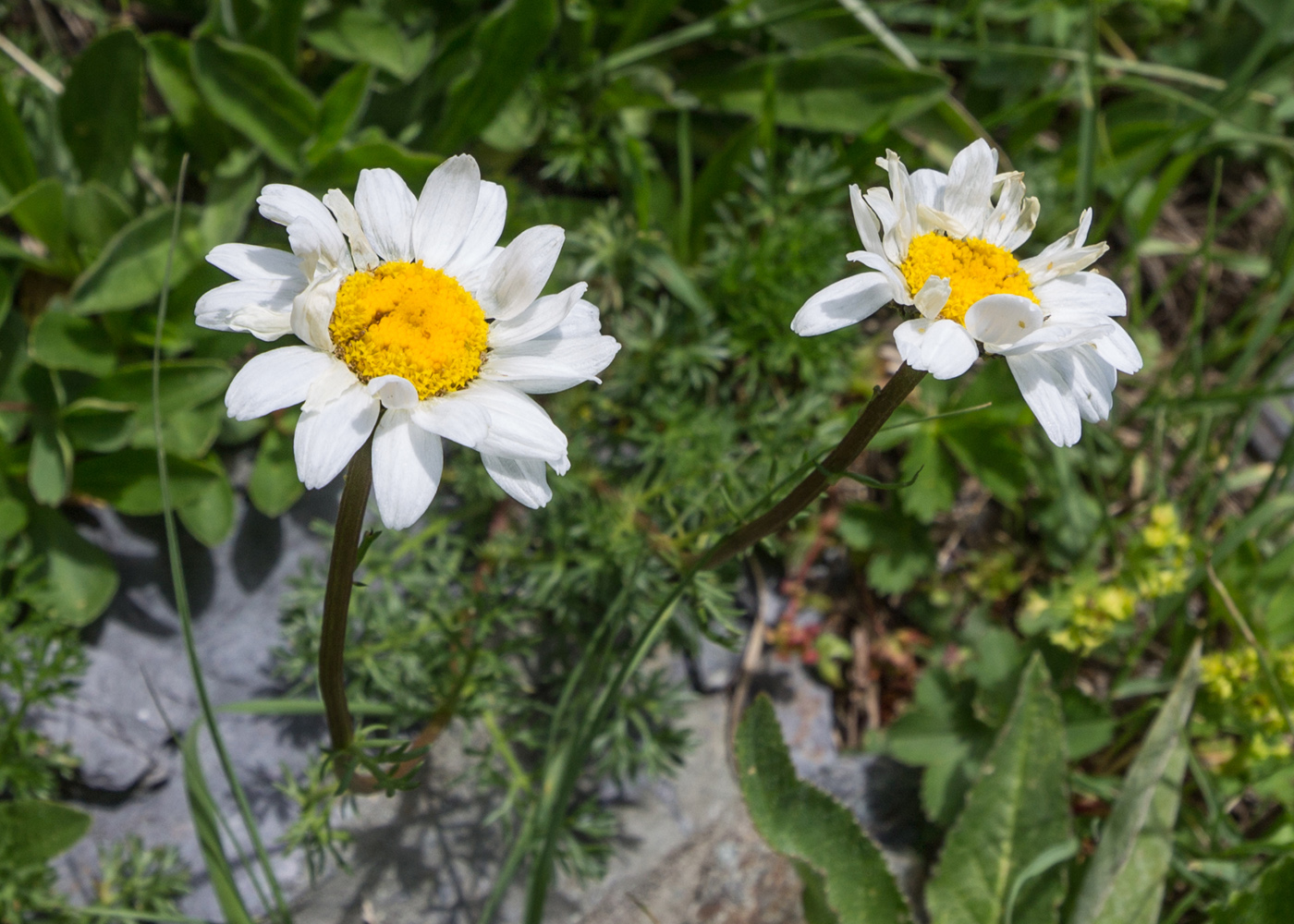 Изображение особи Tripleurospermum caucasicum.