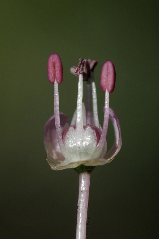 Image of Allium turkestanicum specimen.