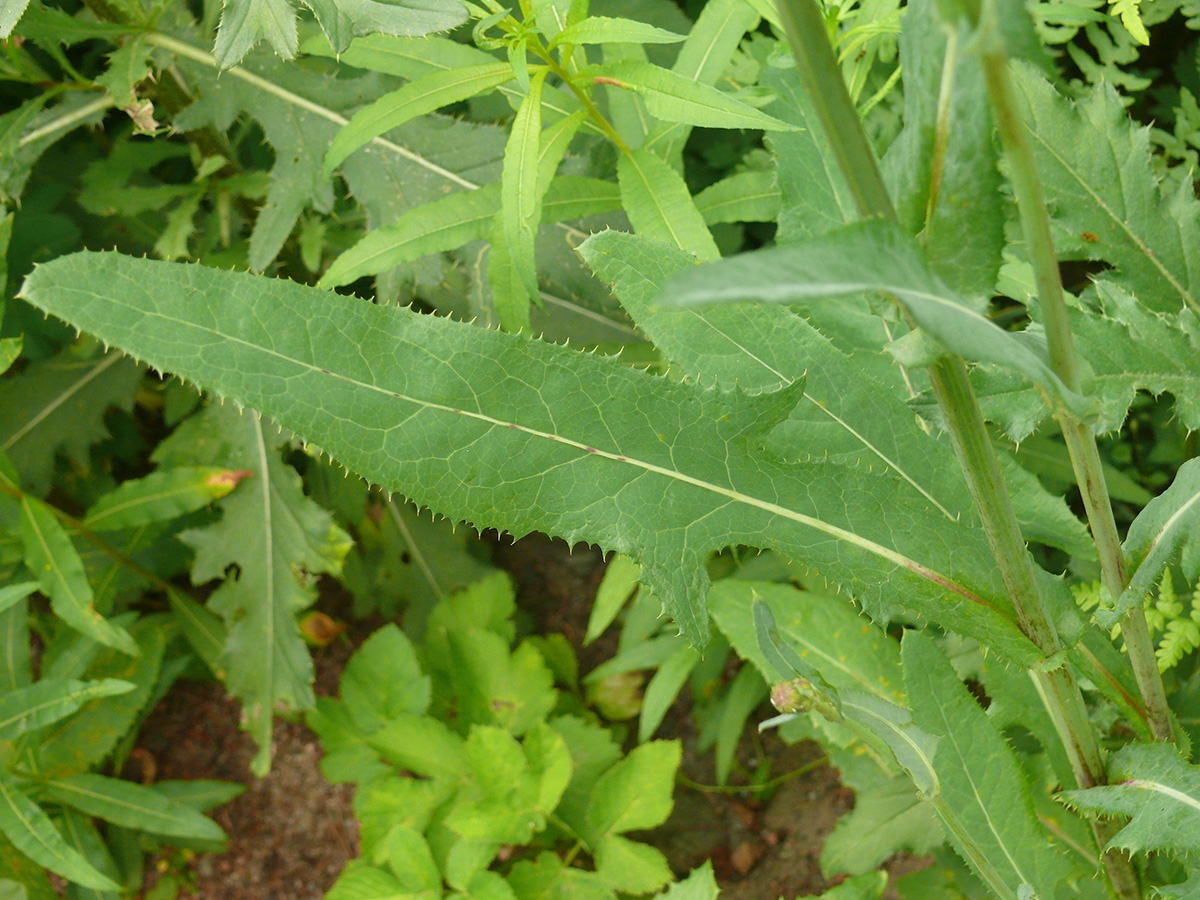 Image of Sonchus arvensis ssp. uliginosus specimen.