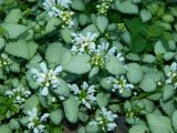 Lamium maculatum. Цветущие растения (культивар с белыми цветками). Ярославская обл., г. Переславль-Залесский, в культуре. Июнь 2019 г.