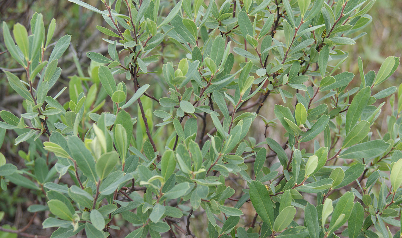 Image of Myrica tomentosa specimen.