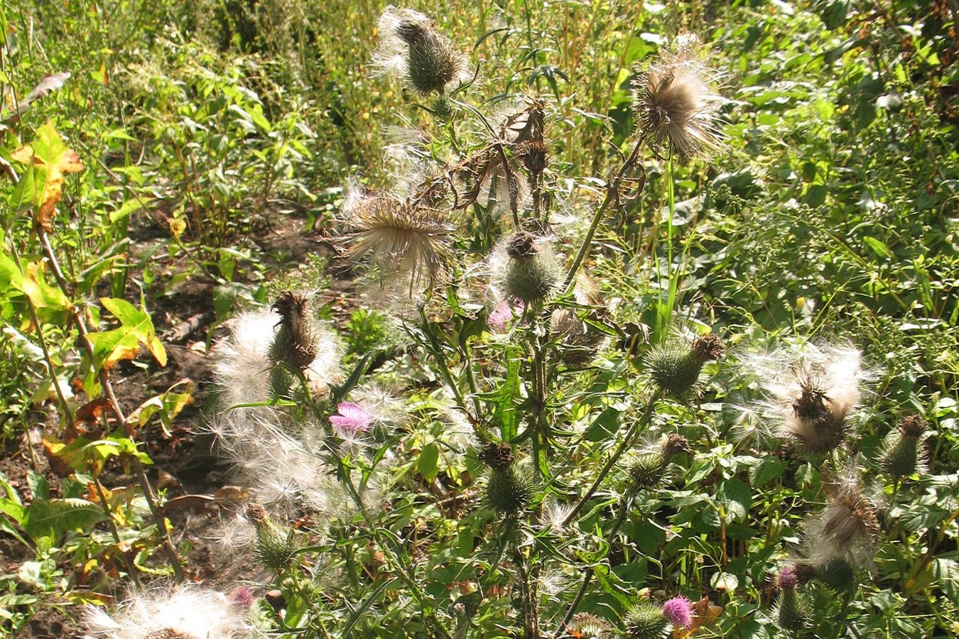 Image of Cirsium vulgare specimen.