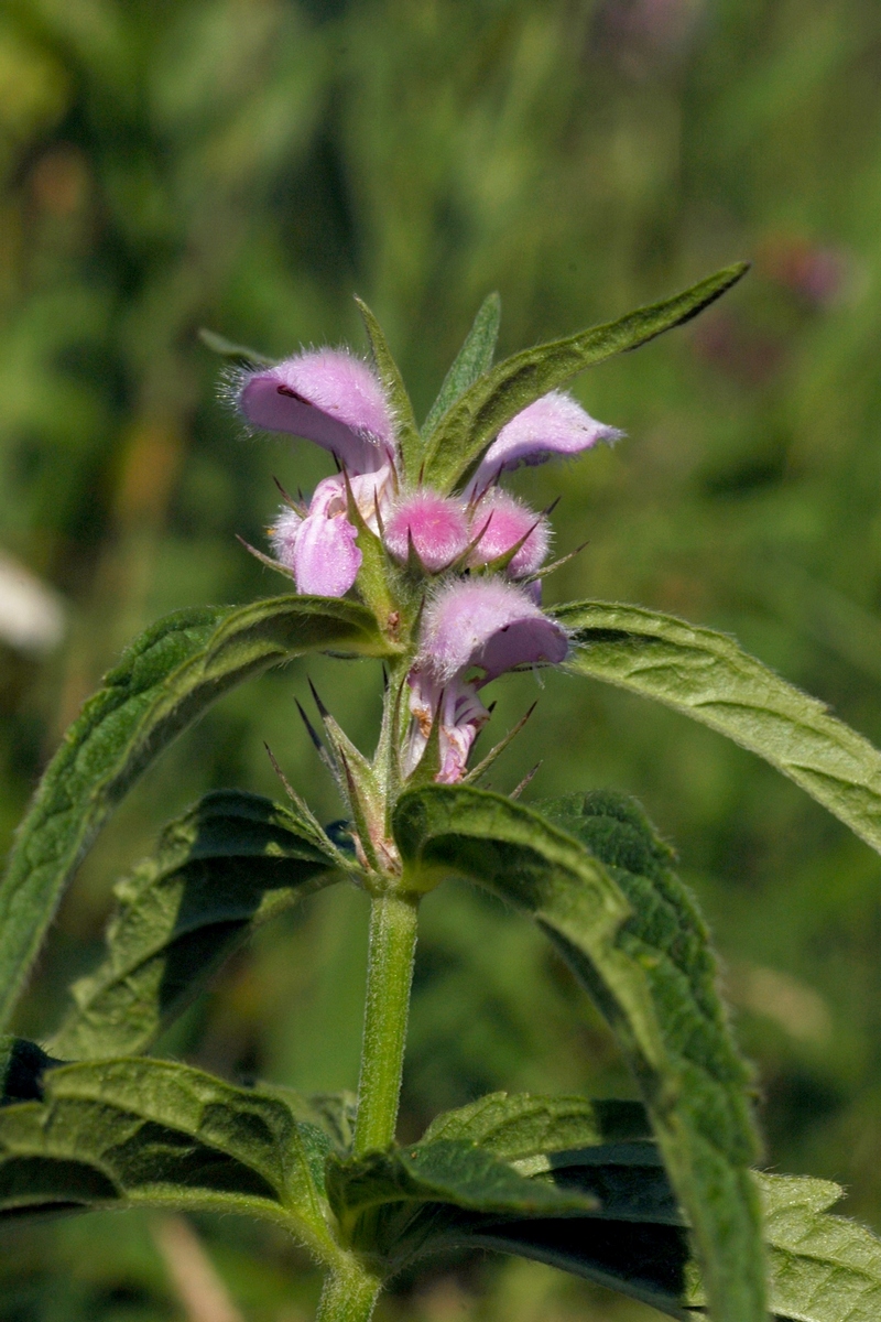 Изображение особи Stachyopsis oblongata.